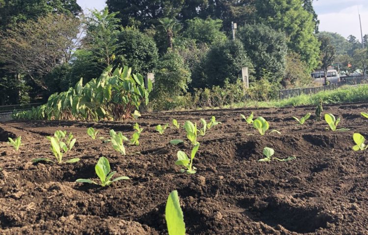 白菜の苗を植えました