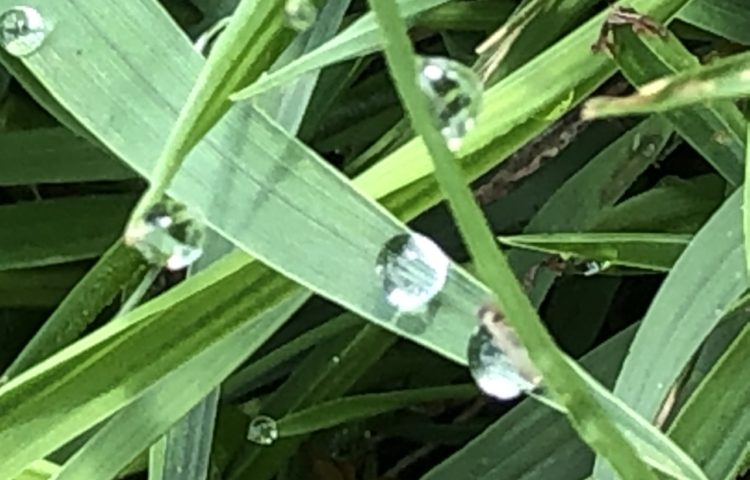 【草露白】草の露白し