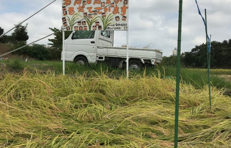 稲刈りをしたよ🌾
