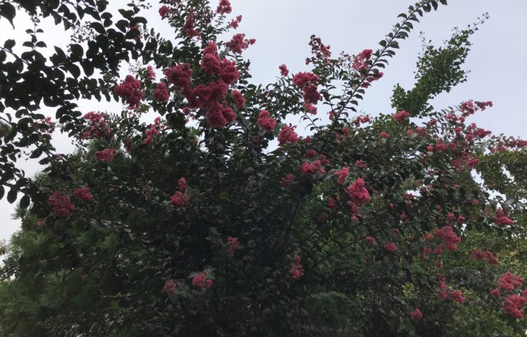 サルスベリが満開です。