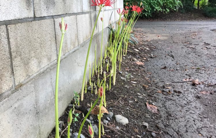 彼岸花が咲き始めました。