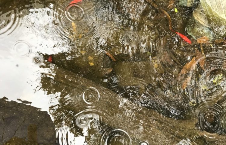 雨でも元気なひかり幼稚園の子どもたち