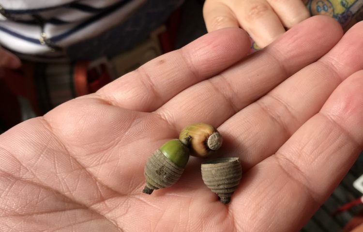 園内・園の周りにお散歩に行きました