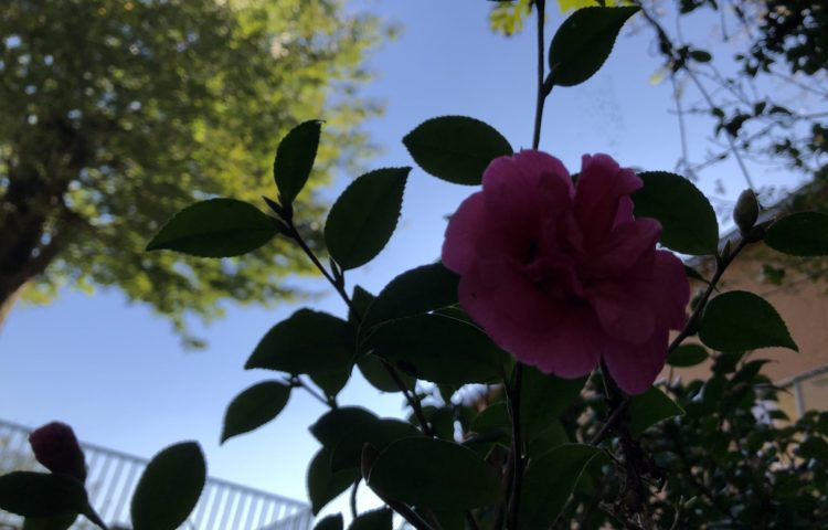 みーつけた