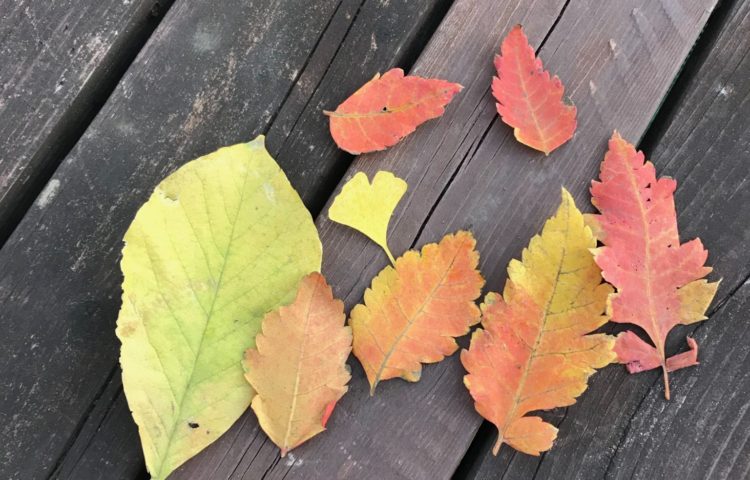 お・ち・ば　🍁