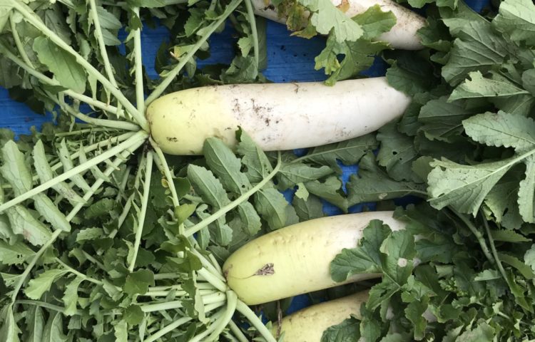 園の大根の収穫