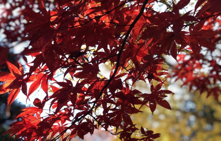 山紅葉　明けて一天　瑠璃なりき
