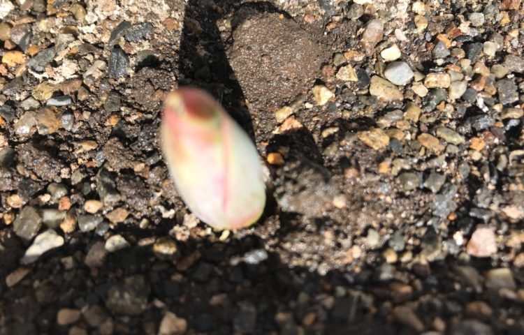 春が楽しみ