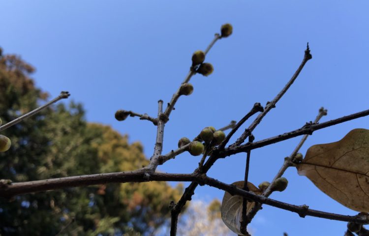 寒さの中にも、春を少しずつ感じます