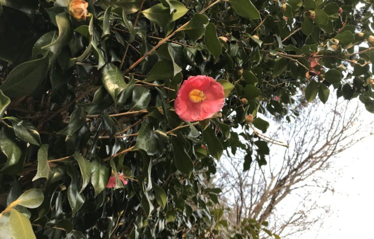 【春が来た、春が来た】