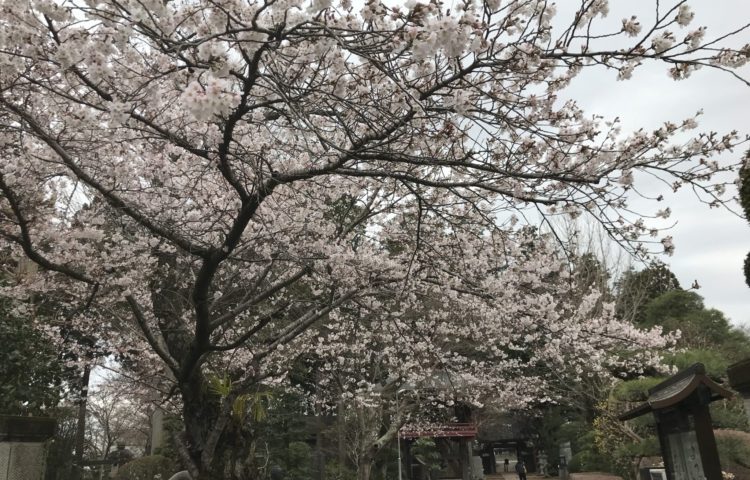 園庭の水たまり