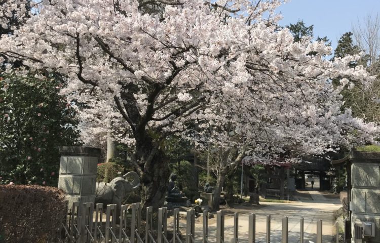 ポカポカと春