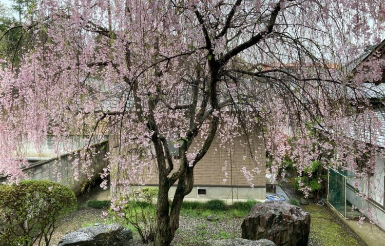 桜の花と新緑