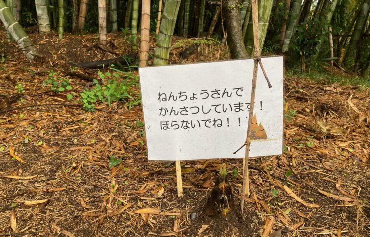【ニョキニョキ竹の子】