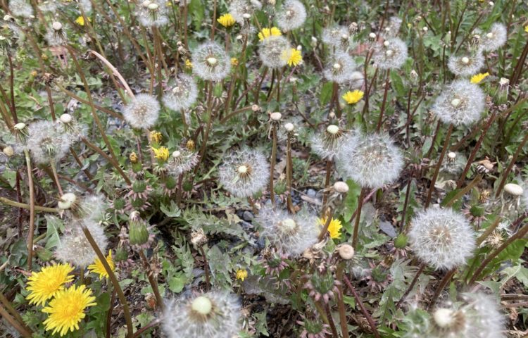 【いろんな花が咲いてます】