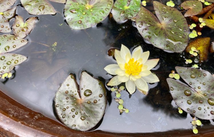 【雨のしずく】