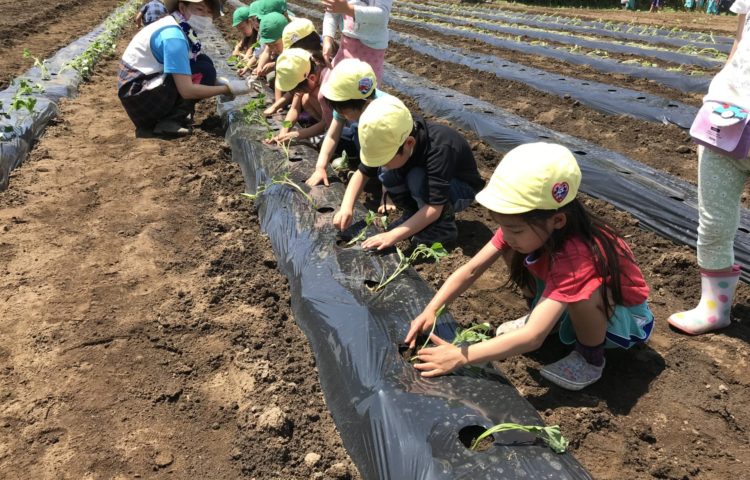 【さつまいもの苗植えと野菜の苗植え】