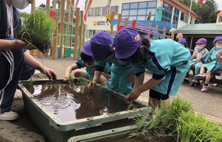 【今日も田植えをしました】
