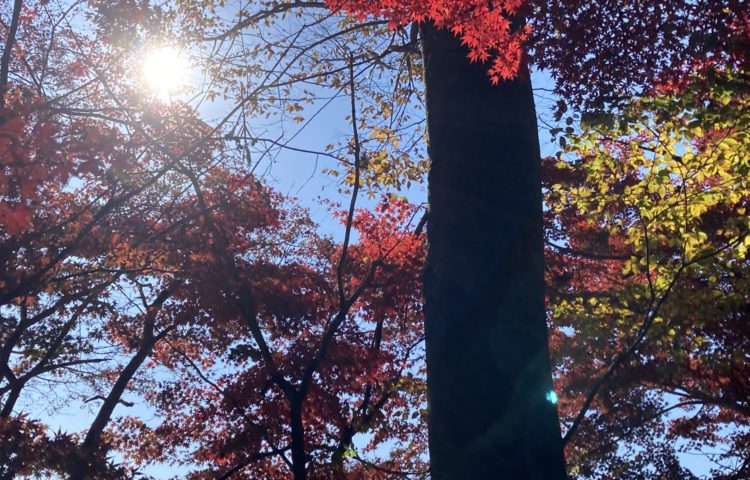 【未就園児教室:落ち葉あそび】