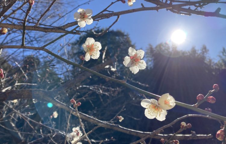 【今日も春を見つけました】