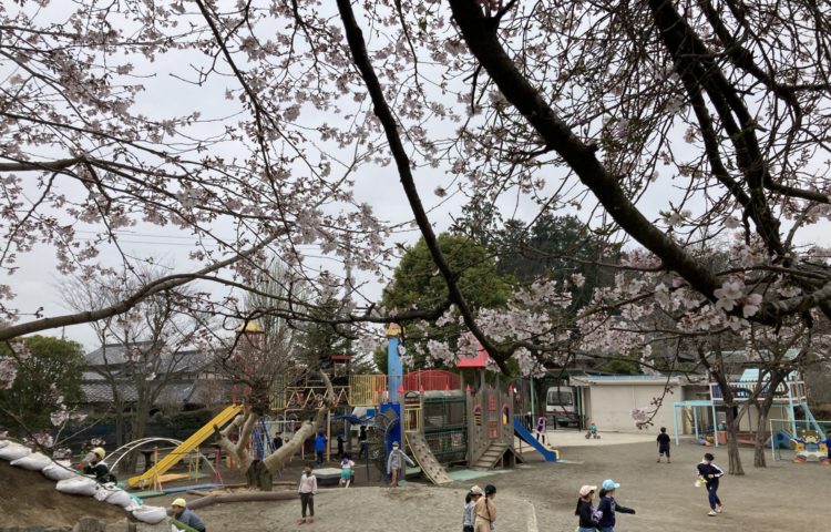 【🌸🌸さくらの花が見頃です】