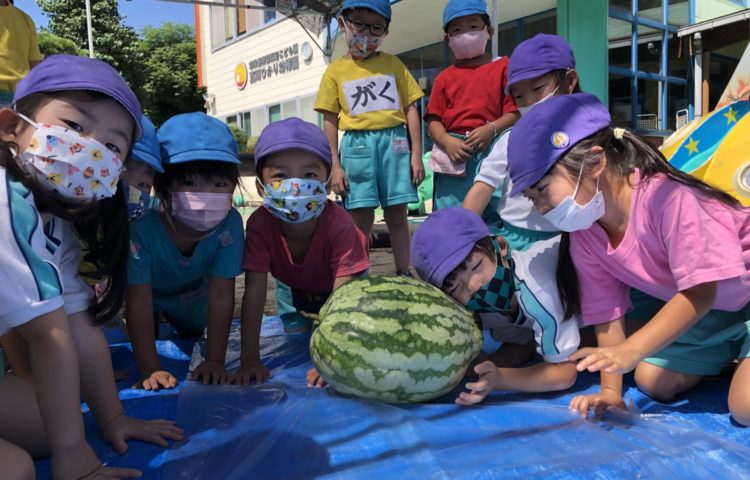 【🌽夏野菜収穫🍆🍉】