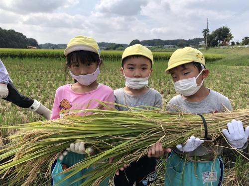 【🌾稲刈りをしました🌾】