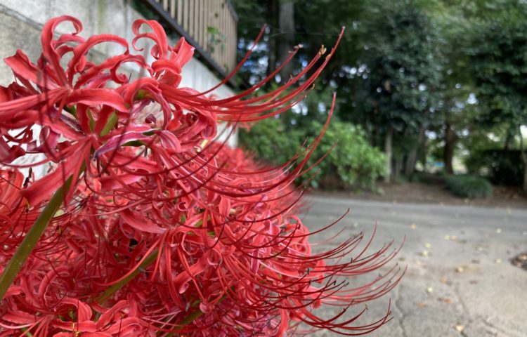 【暑さ寒さも彼岸まで】