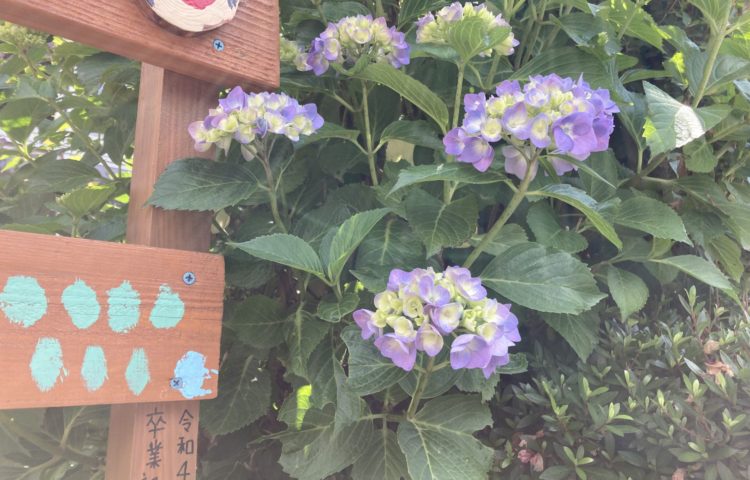 【紫陽花に色がついている！！】