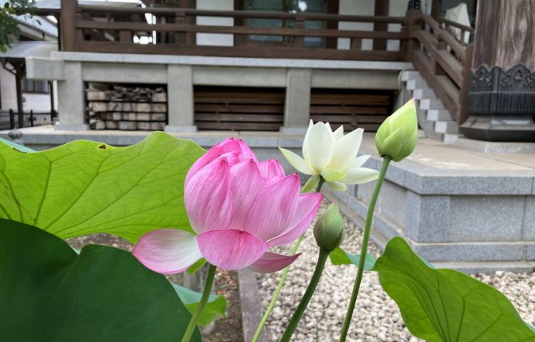【綺麗に咲きました】