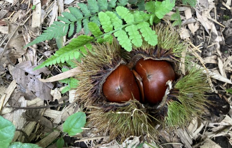 【未就園児教室】ひかりの森散策