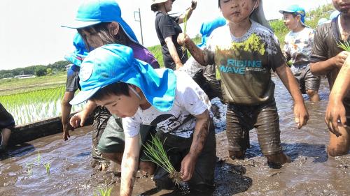 【年長組、田植えをしました】