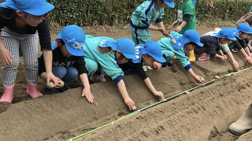 【じゃがいもの種まき🥔】