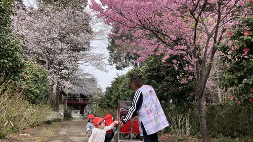 【満開です🌸】