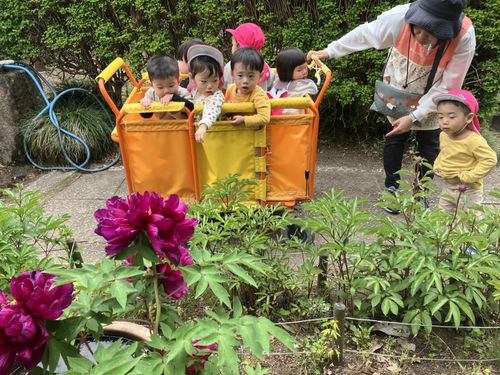 【鯉のぼりと花】
