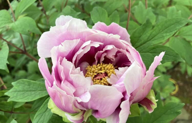 散歩にお出掛け🎵